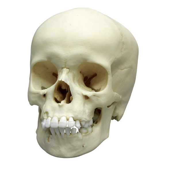 Układ kostny 3B Scientific 4779