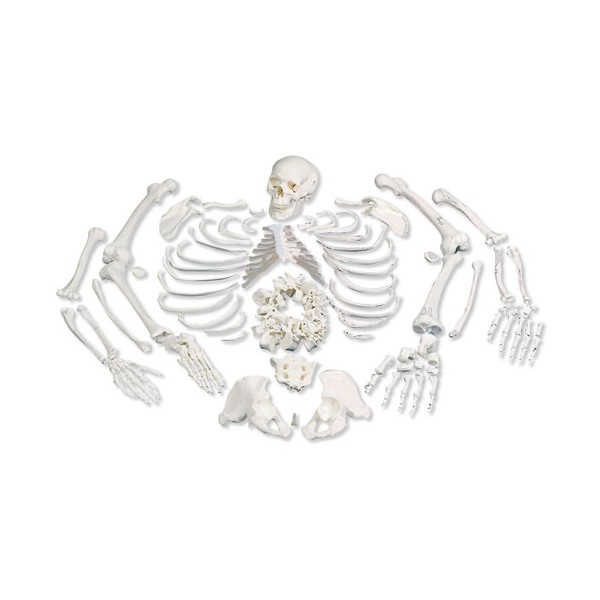 Układ kostny 3B Scientific A05/1