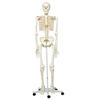 Układ kostny 3B Scientific A10 STAN
