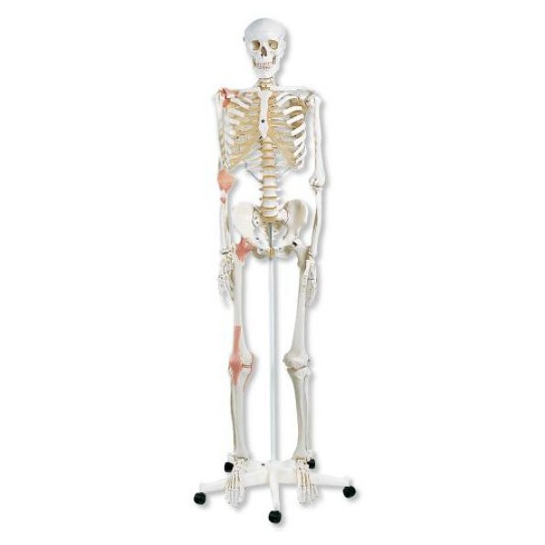 Układ kostny 3B Scientific A12 LEO