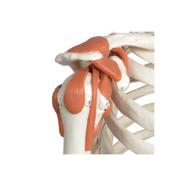 Układ kostny 3B Scientific A12 LEO