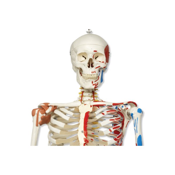 Układ kostny 3B Scientific A13 SAM