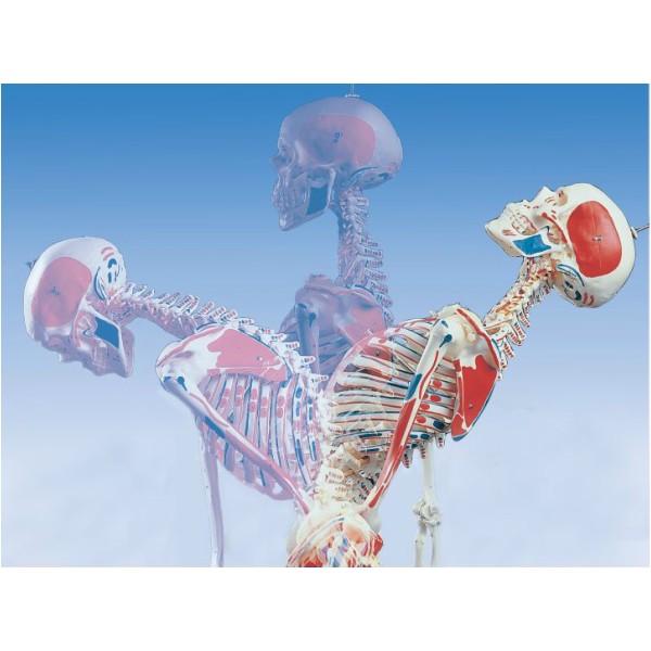 Układ kostny 3B Scientific A13 SAM