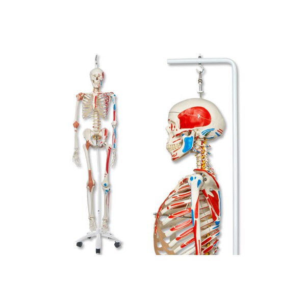 Układ kostny 3B Scientific A13/1 SAM