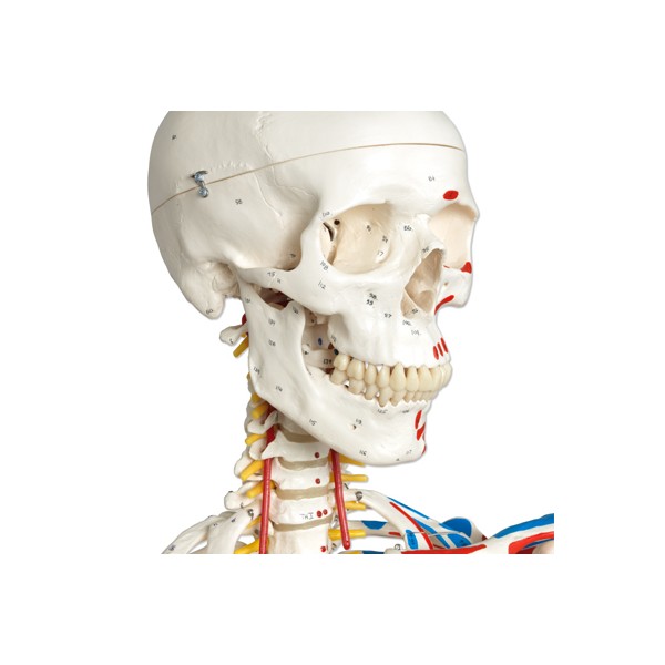 Układ kostny 3B Scientific A13/1 SAM