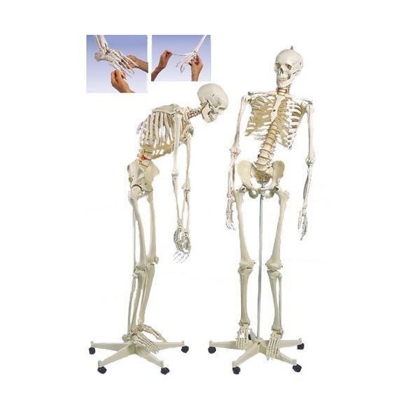 Układ kostny 3B Scientific A15 FRED