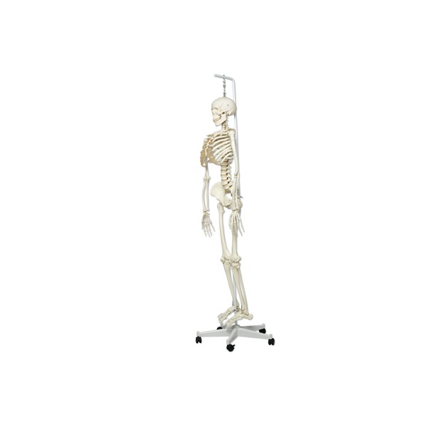 Układ kostny 3B Scientific A15/3 PHIL