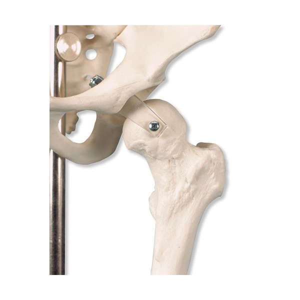 Układ kostny 3B Scientific A18 SHORTY