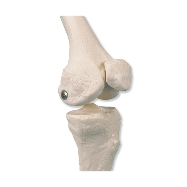 Układ kostny 3B Scientific A18 SHORTY