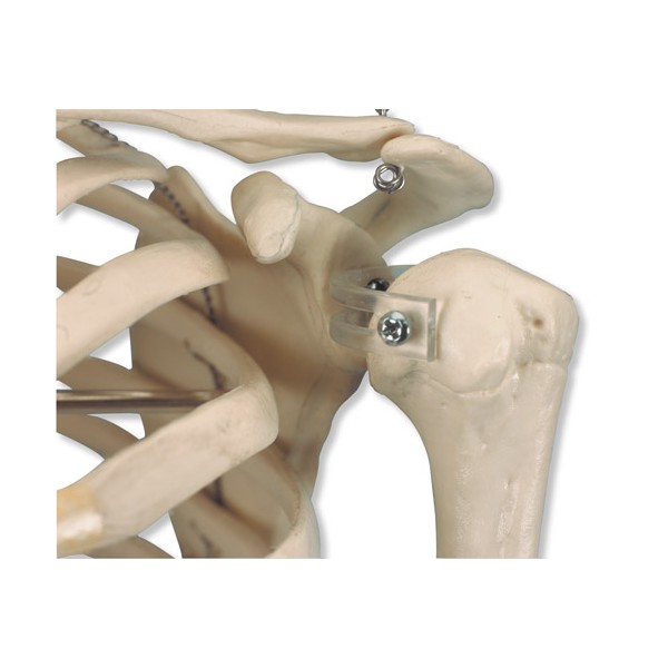 Układ kostny 3B Scientific A18 SHORTY