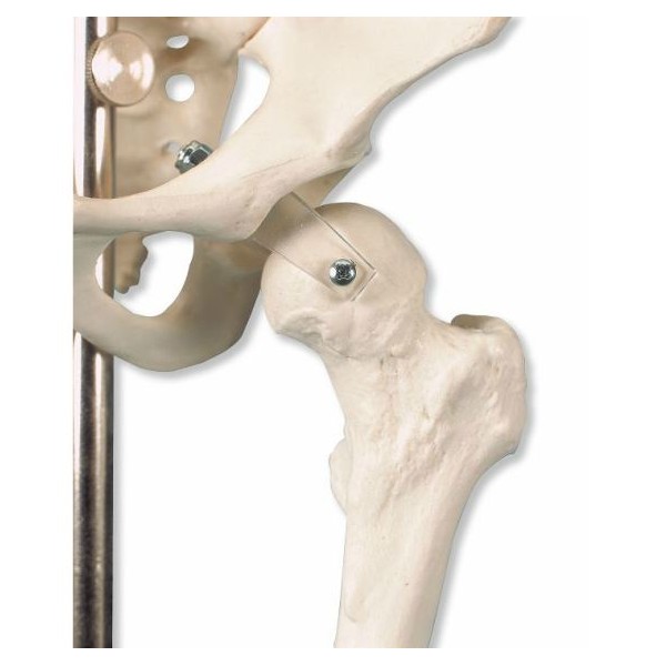 Układ kostny 3B Scientific A18/1 SHORTY