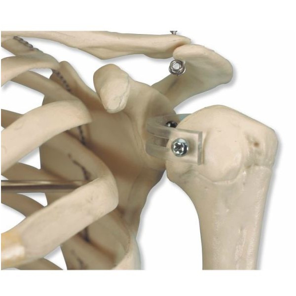 Układ kostny 3B Scientific A18/1 SHORTY