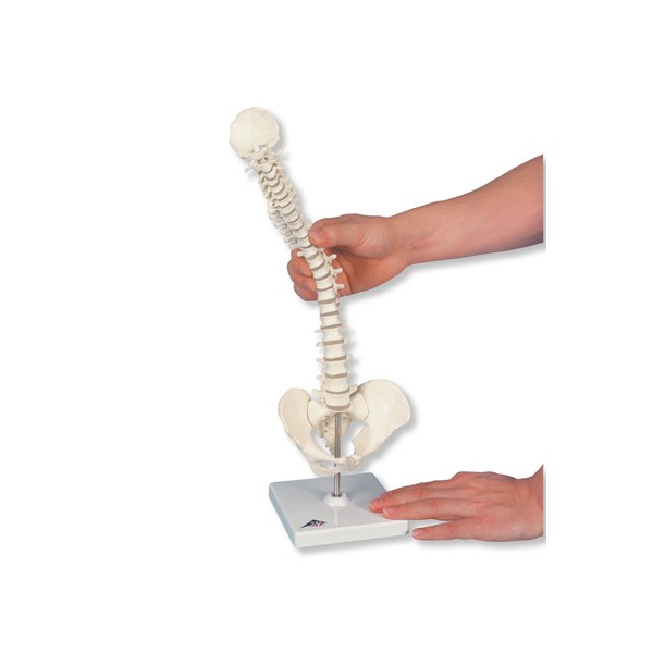 Układ kostny 3B Scientific A18/21