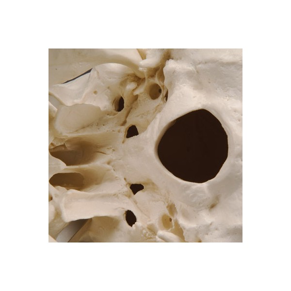 Układ kostny 3B Scientific A20