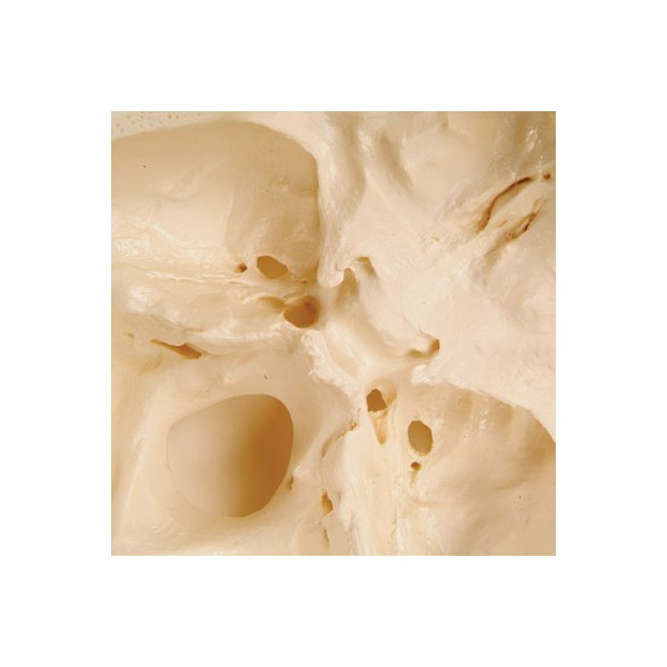 Układ kostny 3B Scientific A20