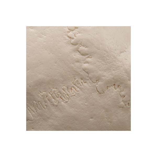 Układ kostny 3B Scientific A20