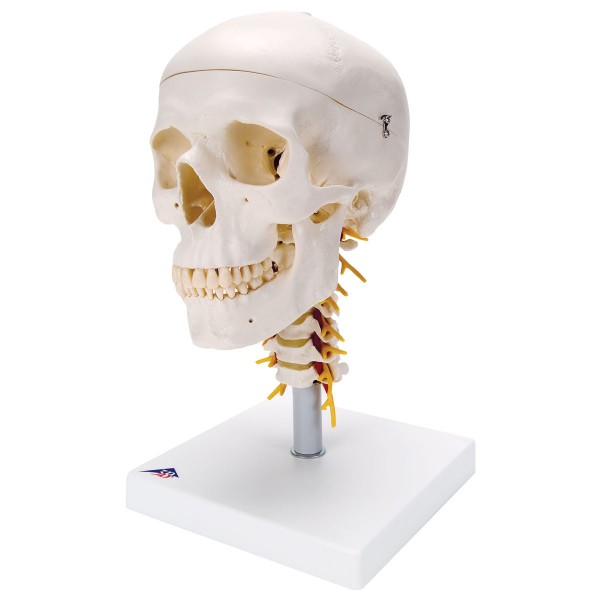 Układ kostny 3B Scientific A20/1