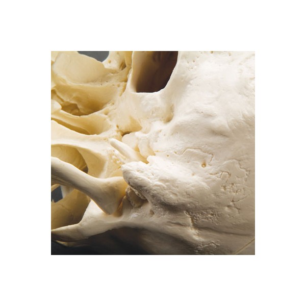 Układ kostny 3B Scientific A20/1