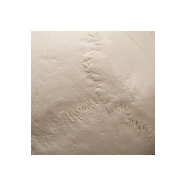 Układ kostny 3B Scientific A20/1