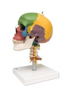 Układ kostny 3B Scientific A20/2