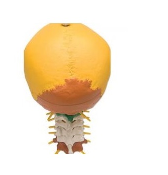 Układ kostny 3B Scientific A20/2