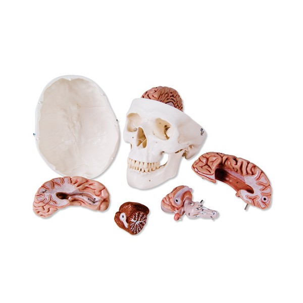 Układ kostny 3B Scientific A20/9