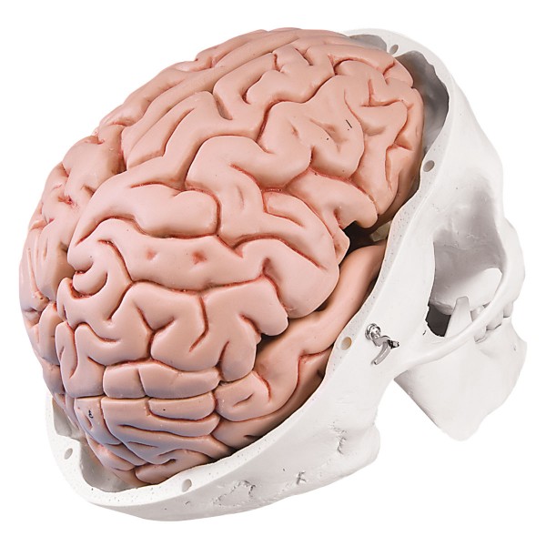 Układ kostny 3B Scientific A20/9