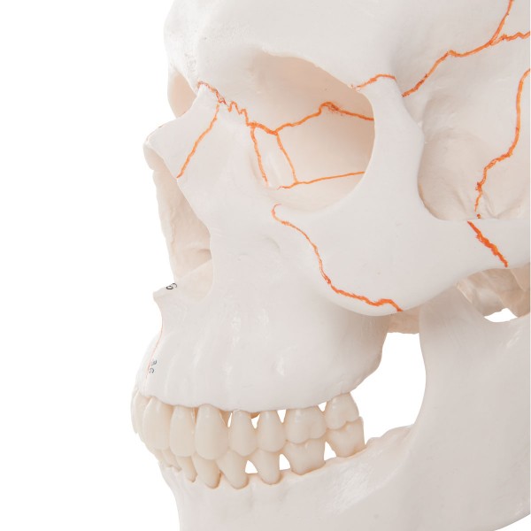 Układ kostny 3B Scientific A21