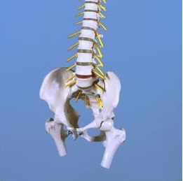 Układ kostny 3B Scientific A211