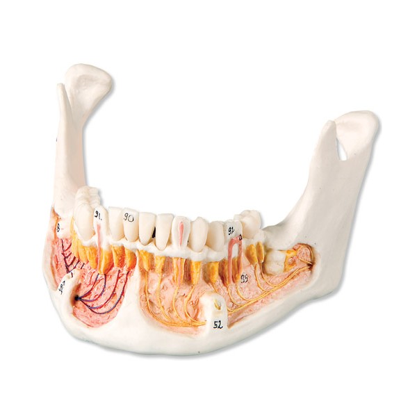 Układ kostny 3B Scientific A22
