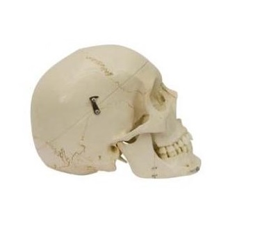 Układ kostny 3B Scientific A220