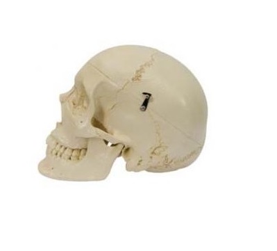 Układ kostny 3B Scientific A220