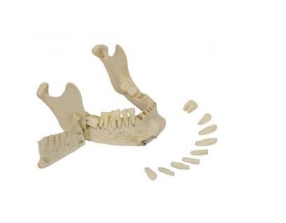 Układ kostny 3B Scientific A220