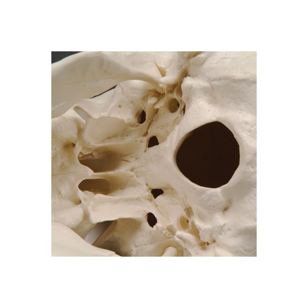 Układ kostny 3B Scientific A23