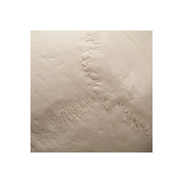 Układ kostny 3B Scientific A23