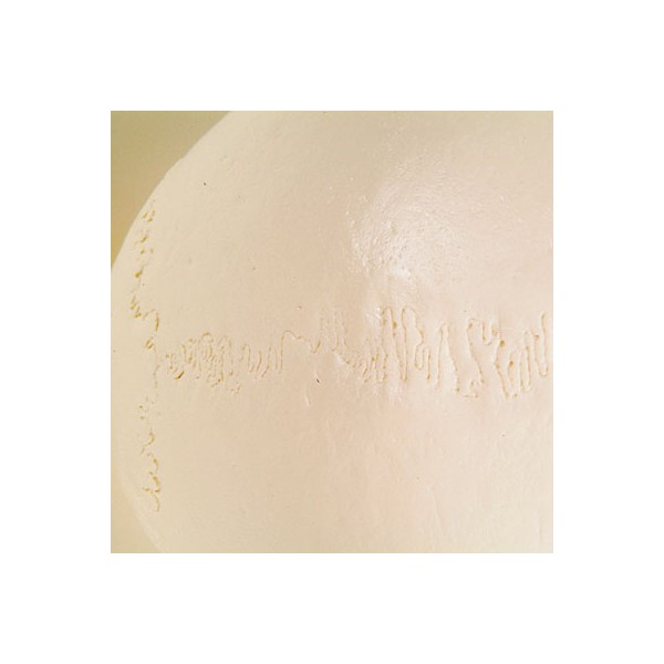 Układ kostny 3B Scientific A23