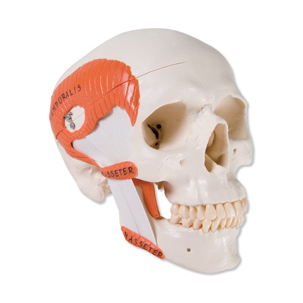 Układ kostny 3B Scientific A24