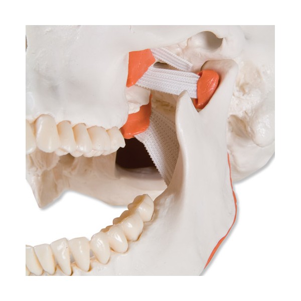 Układ kostny 3B Scientific A24