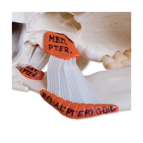 Układ kostny 3B Scientific A24