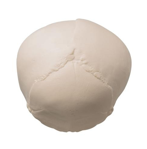 Układ kostny 3B Scientific A25