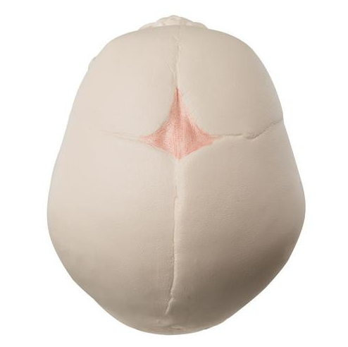 Układ kostny 3B Scientific A25