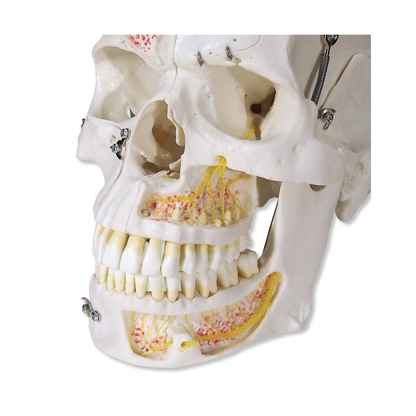 Układ kostny 3B Scientific A27