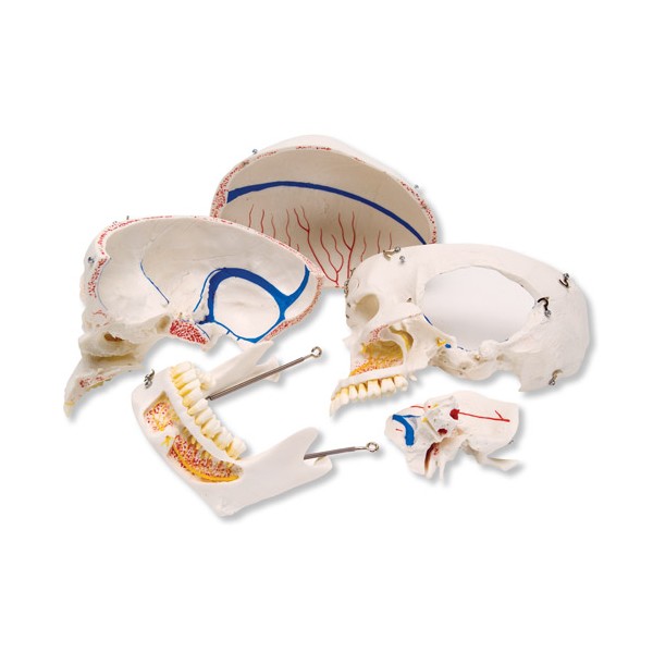 Układ kostny 3B Scientific A27