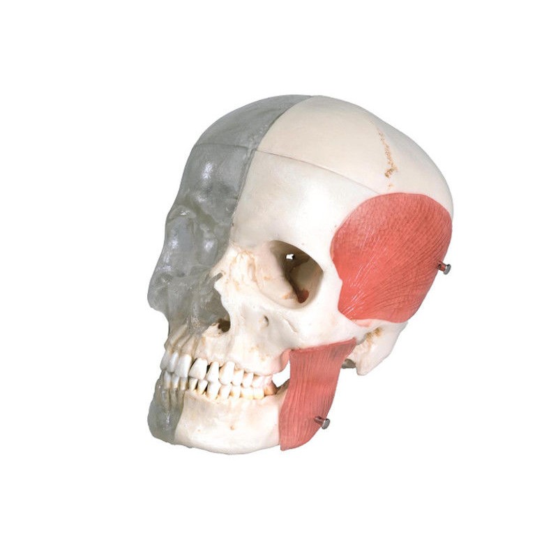 Układ kostny 3B Scientific A282