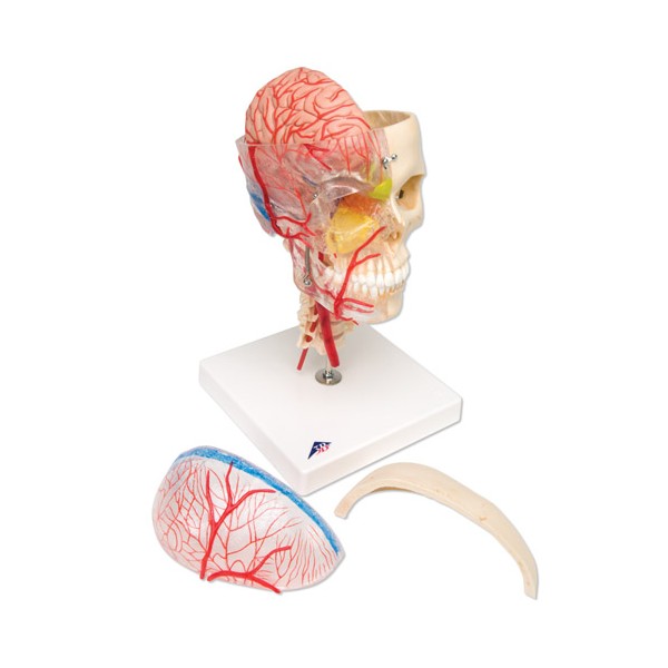 Układ kostny 3B Scientific A283