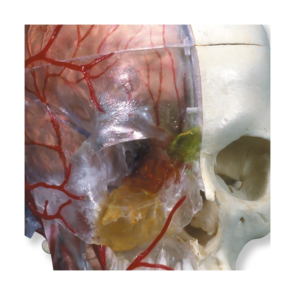 Układ kostny 3B Scientific A283