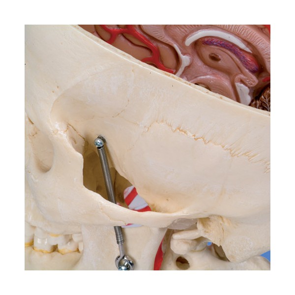 Układ kostny 3B Scientific A283