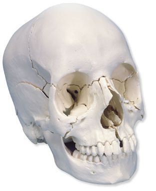 Układ kostny 3B Scientific A290