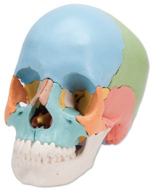 Układ kostny 3B Scientific A291