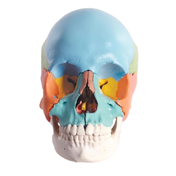 Układ kostny 3B Scientific A291